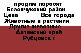 продам поросят .Безенчукский район  › Цена ­ 2 500 - Все города Животные и растения » Другие животные   . Алтайский край,Рубцовск г.